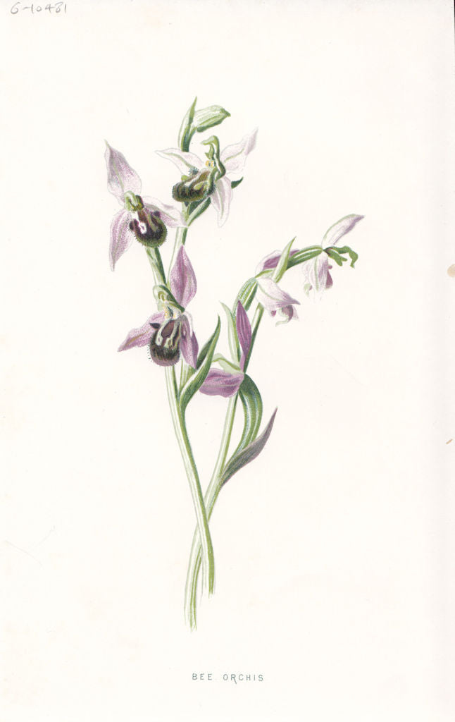 FLOWERS. Bee Orchis c1895 old antique vintage print picture
